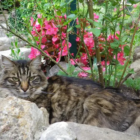 Chez Catherine 住宿加早餐酒店 3*